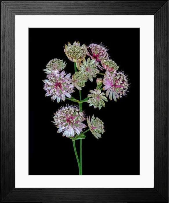 Framed Print : Fine art still life floral color macro of single isolated flowering stems of astrantia blossoms on black background Framed Print : Fine art still life floral color macro of single isolated flowering stems of astrantia blossoms on black background