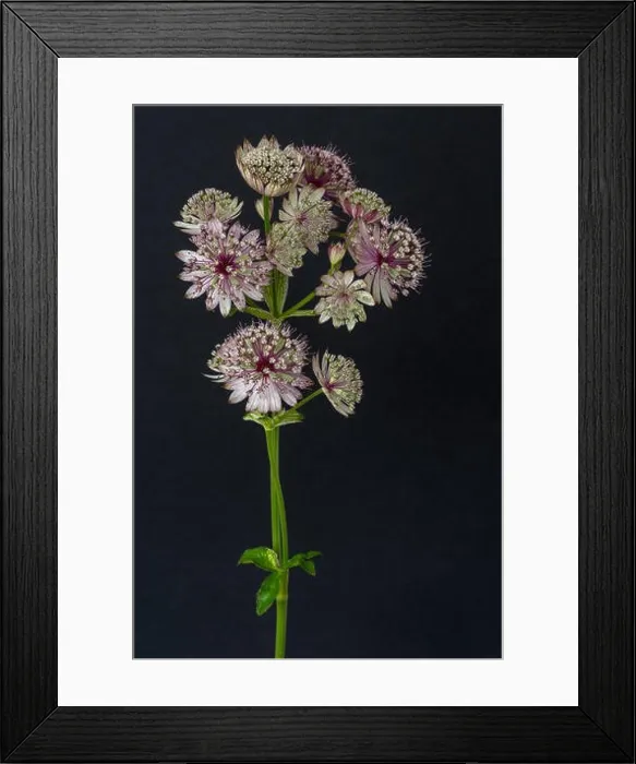 Framed Print : Fine art still life floral color macro of single isolated flowering stems of astrantia blossoms on black paper Framed Print : Fine art still life floral color macro of single isolated flowering stems of astrantia blossoms on black paper