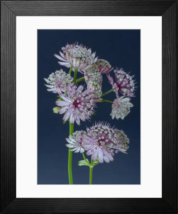 Framed Print : Fine art still life floral color macro of single isolated flowering stems of astrantia blossoms on blue background with Framed Print : Fine art still life floral color macro of single isolated flowering stems of astrantia blossoms on blue background with