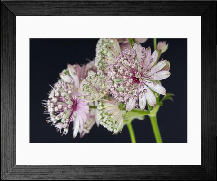 Framed Print : Fine art still life floral color macro of single isolated flowering stems of astrantia blossoms Framed Print : Fine art still life floral color macro of single isolated flowering stems of astrantia blossoms