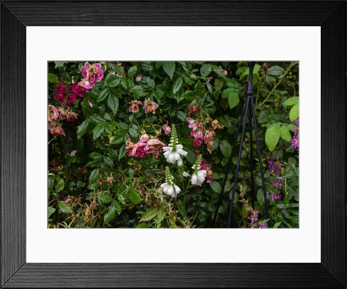 Framed Print : Colorful outdoor image of three blossoms of a green white false dragonhead / obedient / obedience plant in front of a rose Framed Print : Colorful outdoor image of three blossoms of a green white false dragonhead / obedient / obedience plant in front of a rose