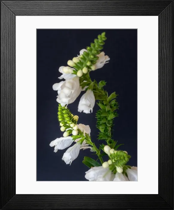 Framed Print : Fine art still life colorful macro image of a green white curved false dragonhead / obedient / obedience plant on blue Framed Print : Fine art still life colorful macro image of a green white curved false dragonhead / obedient / obedience plant on blue