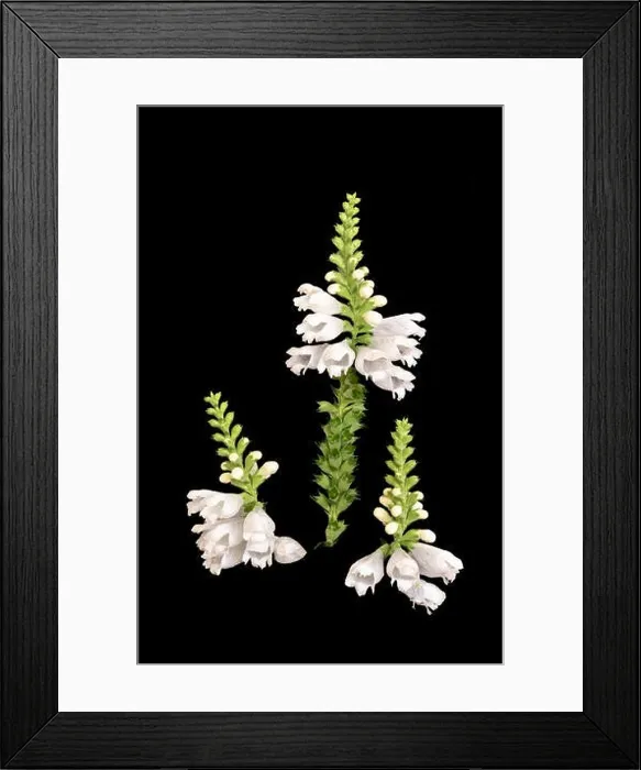 Framed Print : Fine art still life colorful macro image of three blossoms of a green white false dragonhead / obedient / obedience plant Framed Print : Fine art still life colorful macro image of three blossoms of a green white false dragonhead / obedient / obedience plant