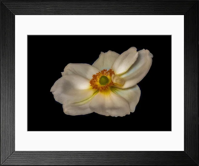Framed Print : Fine art still life floral color macro image of a single isolated white autumn anemone blossom with detailed texture