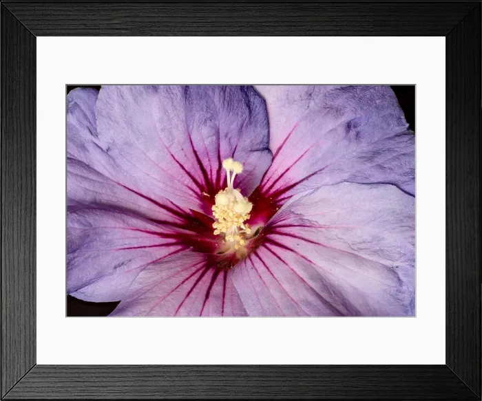 Framed Print : Floral color macro flower image of the inner of a a single isolated wide open blooming violet red hibiscus blossom Framed Print : Floral color macro flower image of the inner of a a single isolated wide open blooming violet red hibiscus blossom