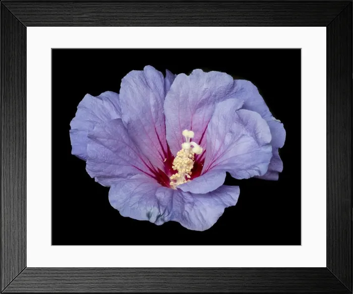 Framed Print : Floral color macro flower image of a single isolated blooming open violet red hibiscus blossom Framed Print : Floral color macro flower image of a single isolated blooming open violet red hibiscus blossom