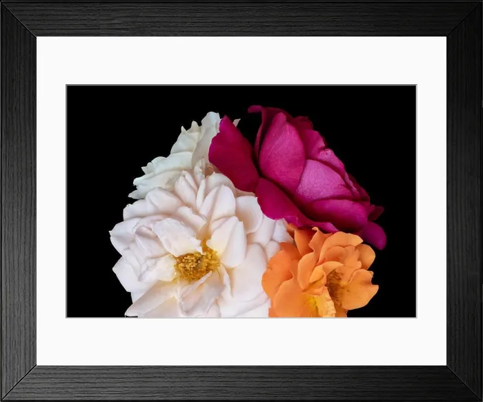Framed Print : Floral color still life fine art macro flower image of a bouquet of three blooming red Framed Print : Floral color still life fine art macro flower image of a bouquet of three blooming red