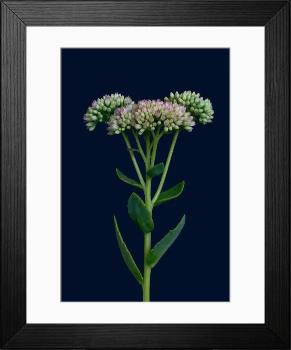 Framed Print : Fine art still life floral color macro of a single isolated stonecrop flower with evolving buds Framed Print : Fine art still life floral color macro of a single isolated stonecrop flower with evolving buds