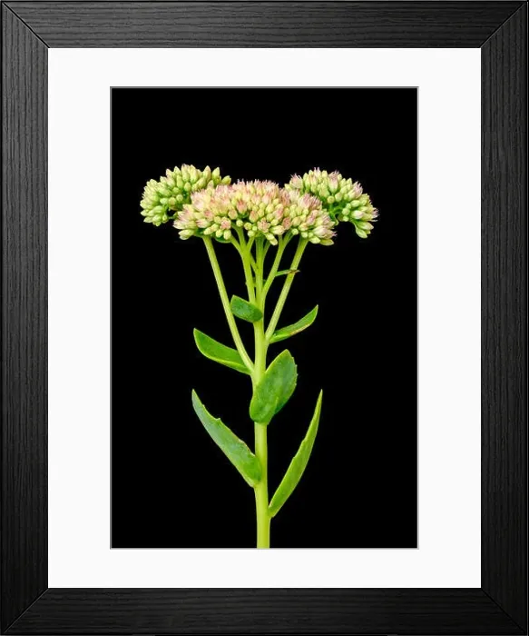 Framed Print : Fine art still life floral color macro of a single isolated stonecrop flower with evolving buds Framed Print : Fine art still life floral color macro of a single isolated stonecrop flower with evolving buds