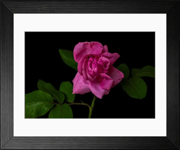 Framed Print : Fine art still life colorful flower front view macro of a single isolated blooming deep pink rose blossom and leaves Framed Print : Fine art still life colorful flower front view macro of a single isolated blooming deep pink rose blossom and leaves