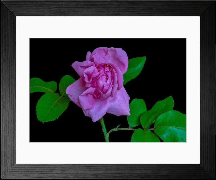 Framed Print : Fine art still life colorful flower front view macro of a single isolated blooming bright pink rose blossom and leaves Framed Print : Fine art still life colorful flower front view macro of a single isolated blooming bright pink rose blossom and leaves