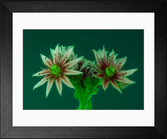 Framed Print : Surrealistic fine art still life color macro image of a single isolated sempervivum / echeveria Framed Print : Surrealistic fine art still life color macro image of a single isolated sempervivum / echeveria