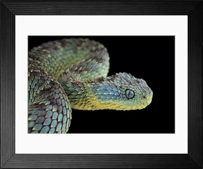 Framed Print : Bush viper (Atheris squamigera) Framed Print : Bush viper (Atheris squamigera)