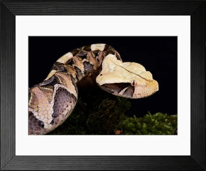 Framed Print : Gaboon viper (Bitis gabonica gabonica) Framed Print : Gaboon viper (Bitis gabonica gabonica)