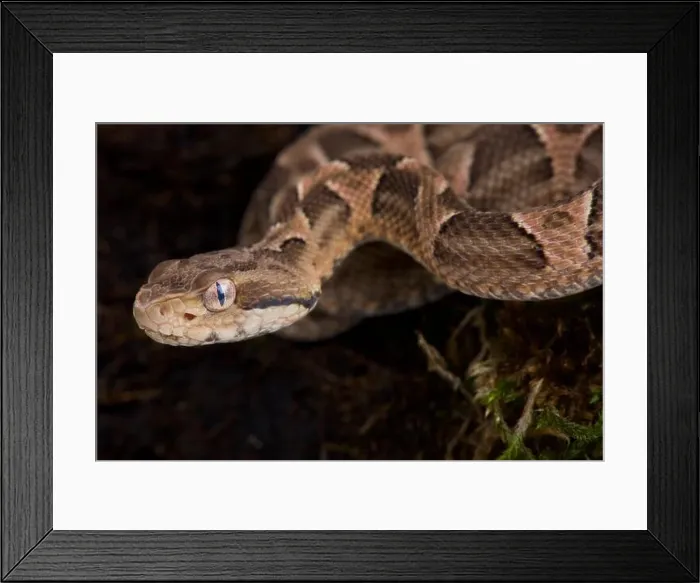 Framed Print : Chaco lance head (Bothropoides diporus) Framed Print : Chaco lance head (Bothropoides diporus)
