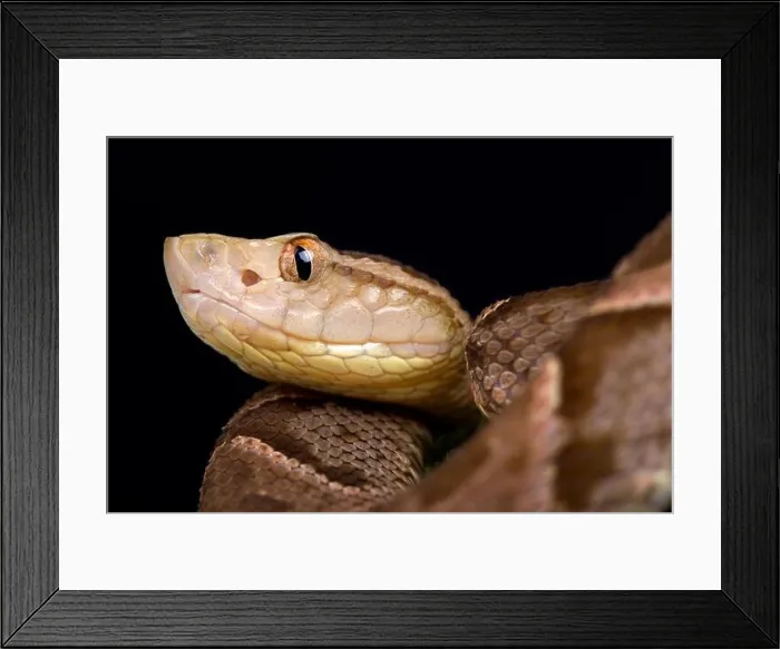 Framed Print : Fer-de-Lance (Bothrops asper) Framed Print : Fer-de-Lance (Bothrops asper)