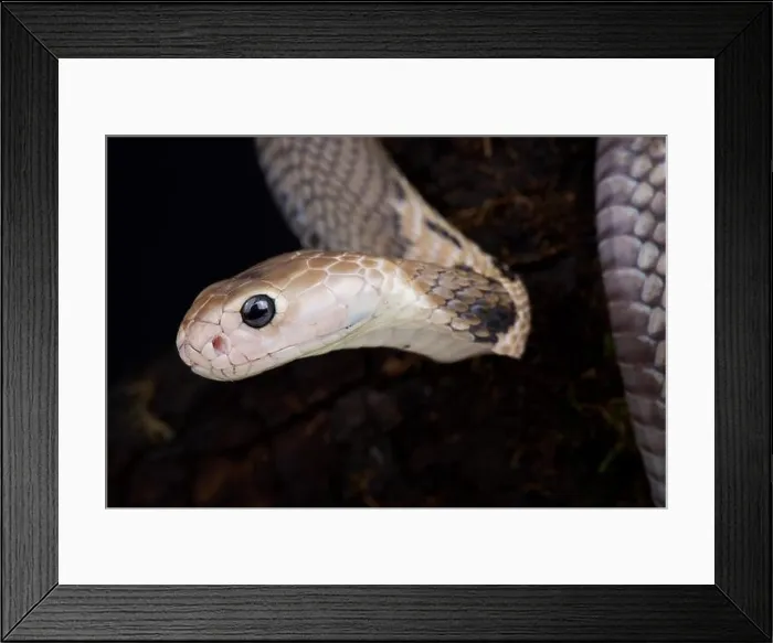 Framed Print : Taiwan cobra (Naja atra formosa) Framed Print : Taiwan cobra (Naja atra formosa)