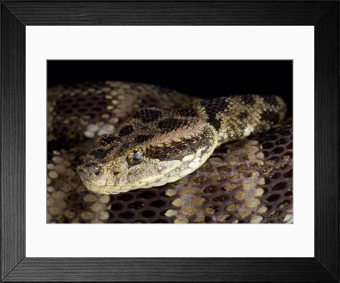 Framed Print : Speckled Forest Pit Viper (Bothrops taeniatus taeniatus) Framed Print : Speckled Forest Pit Viper (Bothrops taeniatus taeniatus)