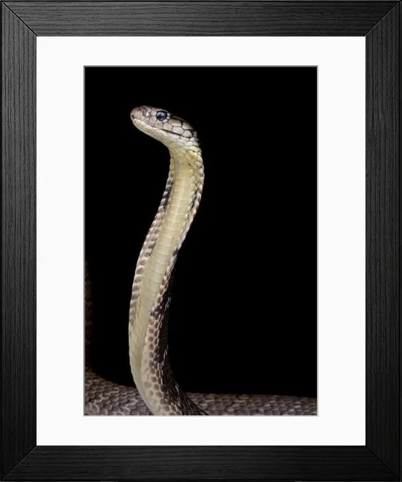 Framed Print : Mindanao King cobra (Ophiophagus hannah) Framed Print : Mindanao King cobra (Ophiophagus hannah)