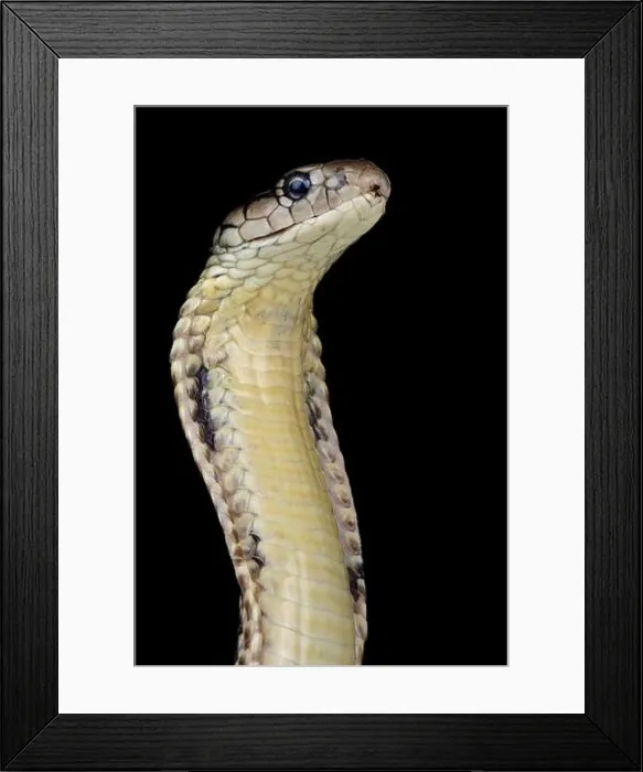 Framed Print : Mindanao King cobra (Ophiophagus hannah) Framed Print : Mindanao King cobra (Ophiophagus hannah)