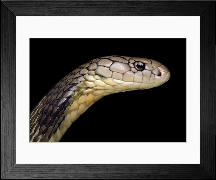 Framed Print : Chinese King cobra (Ophiophagus Hannah) Framed Print : Chinese King cobra (Ophiophagus Hannah)