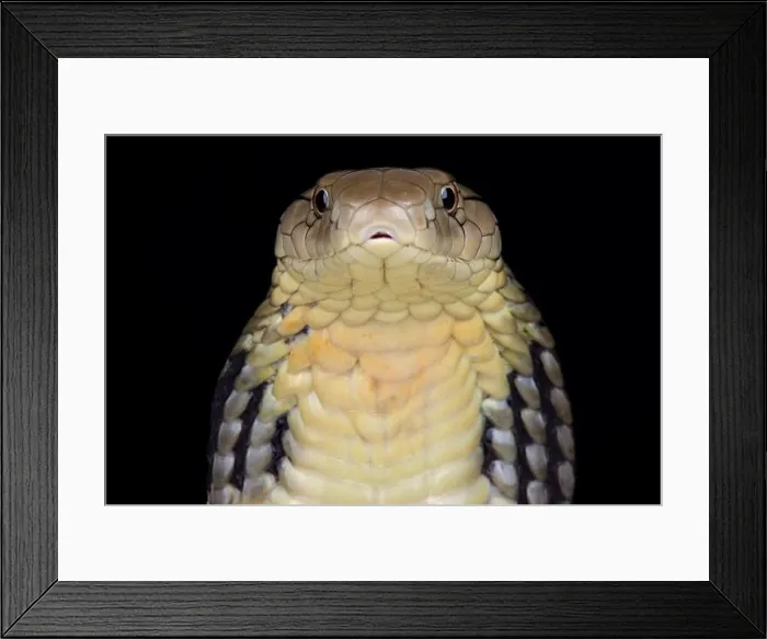 Framed Print : Chinese King cobra (Ophiophagus Hannah) Framed Print : Chinese King cobra (Ophiophagus Hannah)