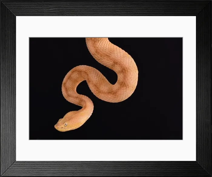 Framed Print : Lansberg's gold hognosed pitviper (Porthidium lansbergii rozei) Framed Print : Lansberg's gold hognosed pitviper (Porthidium lansbergii rozei)