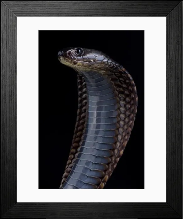 Framed Print : Arabian cobra (Naja arabica) Framed Print : Arabian cobra (Naja arabica)