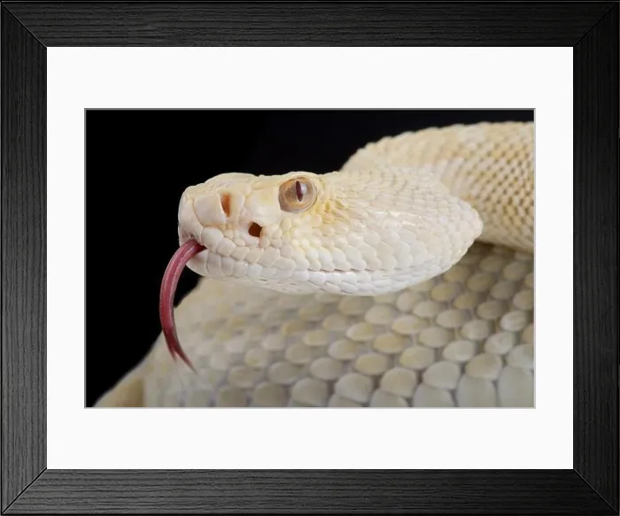 Framed Print : western diamondback rattlesnake (Crotalus atrox) albino