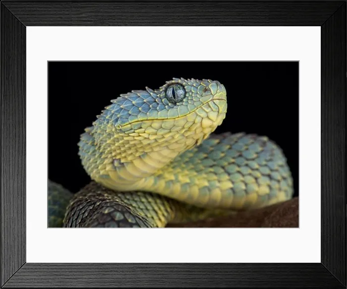 Framed Print : Bush viper (Atheris squamigera) Framed Print : Bush viper (Atheris squamigera)