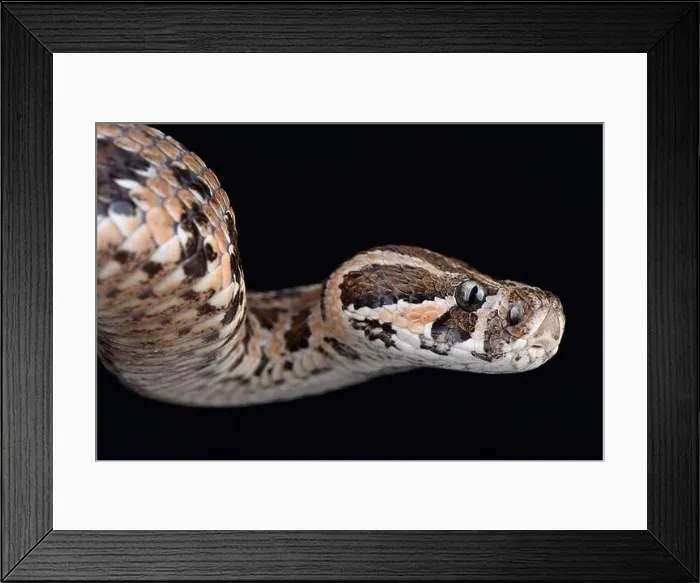 Framed Print : Palestine viper (Daboia palaestinae) Framed Print : Palestine viper (Daboia palaestinae)