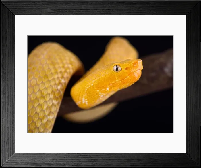 Framed Print : Lansberg's gold hognosed pitviper (Porthidium lansbergii rozei) Framed Print : Lansberg's gold hognosed pitviper (Porthidium lansbergii rozei)