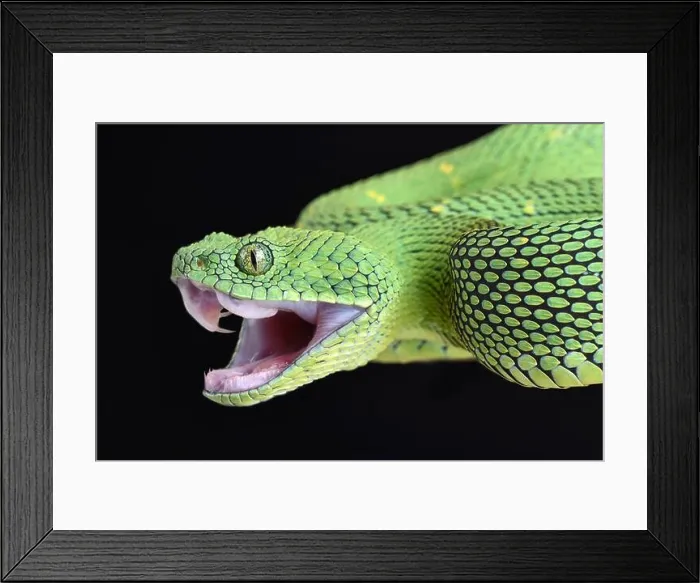 Framed Print : West African bush viper (Atheris chlorechis) Framed Print : West African bush viper (Atheris chlorechis)
