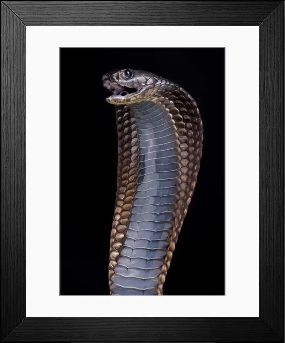 Framed Print : Arabian cobra (Naja arabica) Framed Print : Arabian cobra (Naja arabica)