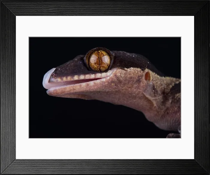 Framed Print : Papua giant banded gecko (Cyrtodactylus louisiadensis) Framed Print : Papua giant banded gecko (Cyrtodactylus louisiadensis)
