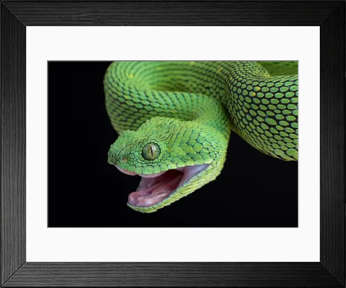 Framed Print : West African bush viper (Atheris chlorechis) Framed Print : West African bush viper (Atheris chlorechis)