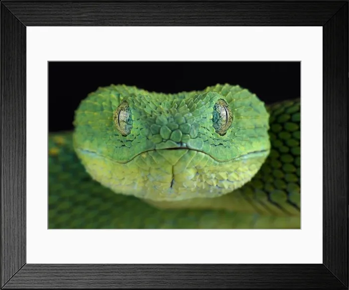 Framed Print : West African bush viper (Atheris chlorechis) Framed Print : West African bush viper (Atheris chlorechis)
