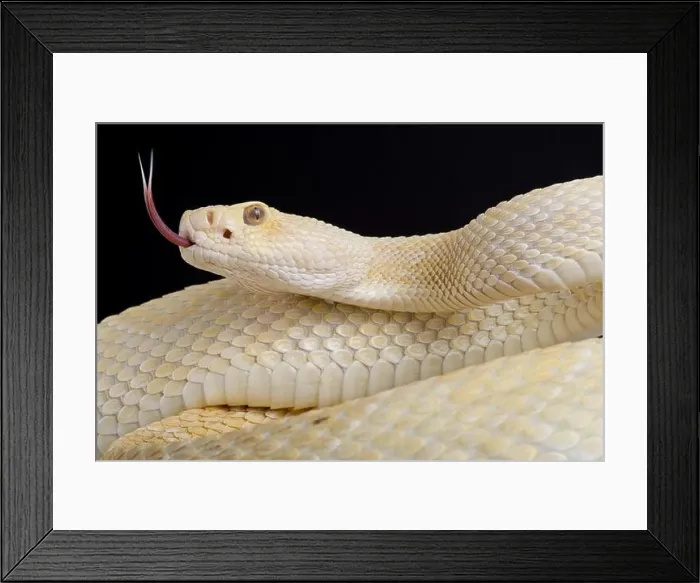 Framed Print : western diamondback rattlesnake (Crotalus atrox) albino Framed Print : western diamondback rattlesnake (Crotalus atrox) albino
