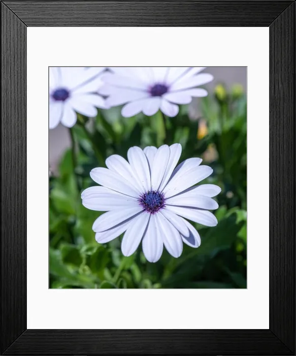 Framed Print : Nature outdoor color macro image of a wide open white violet blue blooming cape daisy / marguerite blossom on natural Framed Print : Nature outdoor color macro image of a wide open white violet blue blooming cape daisy / marguerite blossom on natural