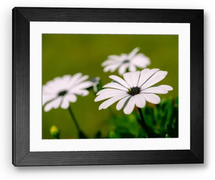 Framed Print : Nature outdoor color macro image of a wide open white blooming cape daisy / marguerite blossom with a bee on a natural Framed Print : Nature outdoor color macro image of a wide open white blooming cape daisy / marguerite blossom with a bee on a natural
