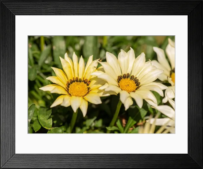 Framed Print : Fine art still life color flower macro of a bouquet of blooming wide open white yellow delosperma blossoms Framed Print : Fine art still life color flower macro of a bouquet of blooming wide open white yellow delosperma blossoms