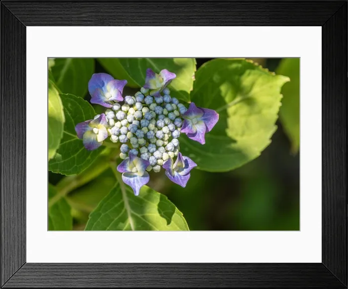 Framed Print : Color outdoor floral close up of young blooming blue violet hydrangea blossom Framed Print : Color outdoor floral close up of young blooming blue violet hydrangea blossom