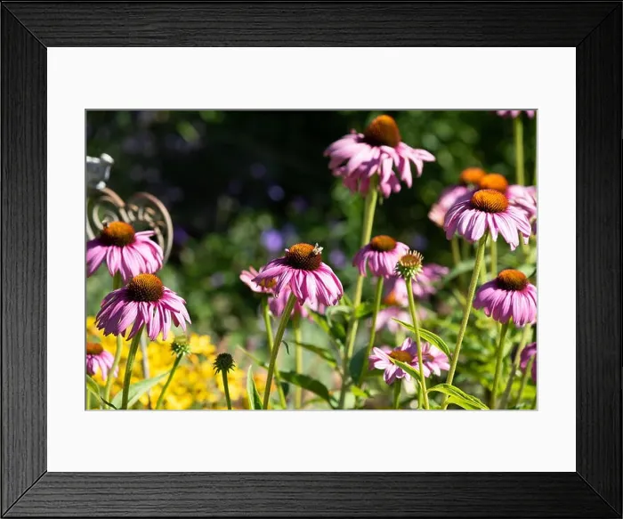 Framed Print : Color outdoor natural floral close up image of pink purple echinacea / cone flower blossoms in a field of summer Framed Print : Color outdoor natural floral close up image of pink purple echinacea / cone flower blossoms in a field of summer