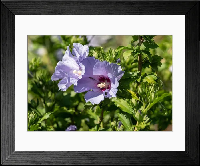 Framed Print : Color outdoor natural floral close up of light blue violet purple hibiscus blossoms on a green bush Framed Print : Color outdoor natural floral close up of light blue violet purple hibiscus blossoms on a green bush