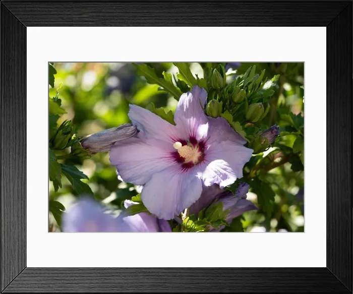 Framed Print : Color outdoor natural floral close up of pink purple hibiscus blossoms on a green bush, sunny day in summer or spring
