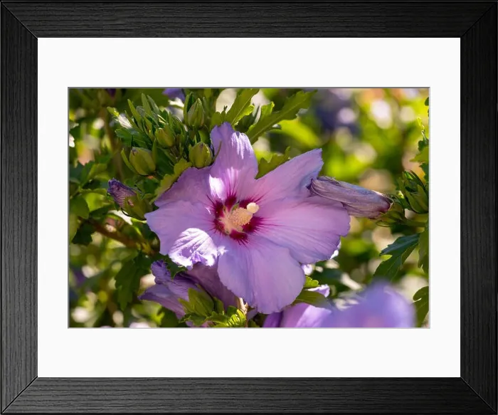 Framed Print : Bright color outdoor natural floral close up of pink purple hibiscus blossom on a green bush Framed Print : Bright color outdoor natural floral close up of pink purple hibiscus blossom on a green bush
