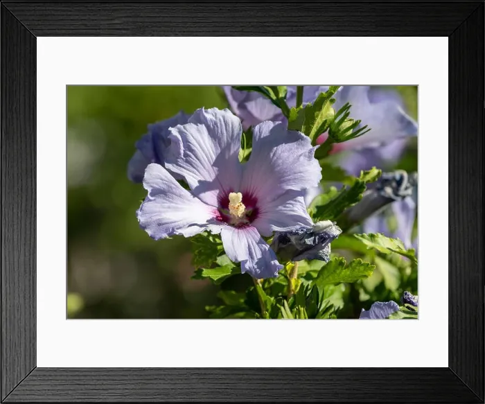Framed Print : Color outdoor natural floral close up of light blue violet purple hibiscus blossoms on a green bush Framed Print : Color outdoor natural floral close up of light blue violet purple hibiscus blossoms on a green bush