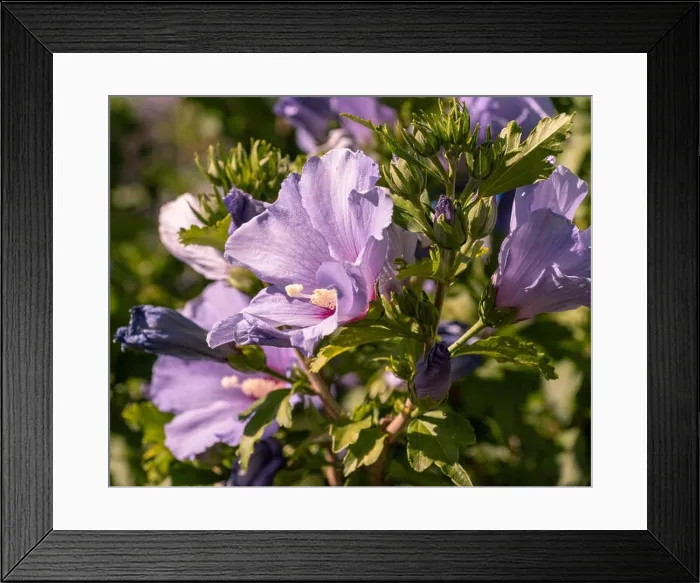 Framed Print : Color outdoor natural floral close up of pink purple hibiscus blossoms on a green bush, sunny day in summer or spring Framed Print : Color outdoor natural floral close up of pink purple hibiscus blossoms on a green bush, sunny day in summer or spring