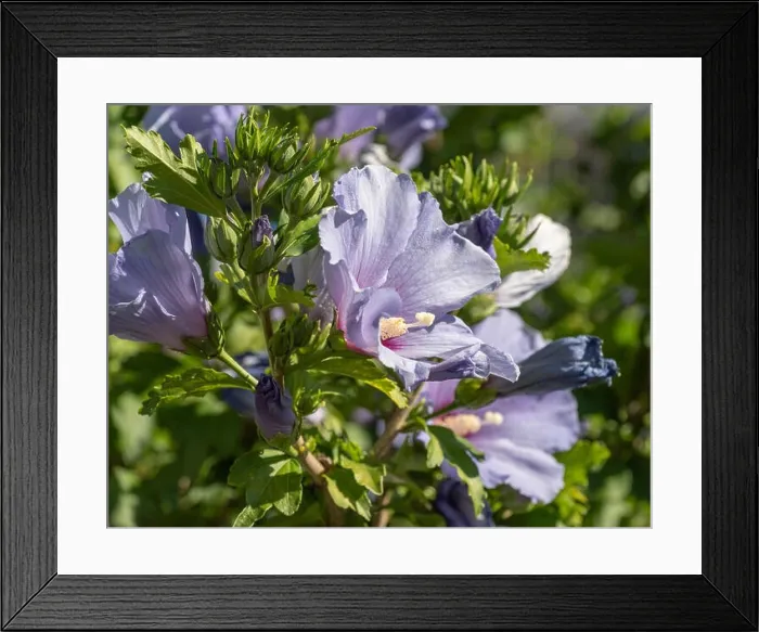 Framed Print : Color outdoor natural floral close up of light blue violet purple hibiscus blossoms on a green bush Framed Print : Color outdoor natural floral close up of light blue violet purple hibiscus blossoms on a green bush