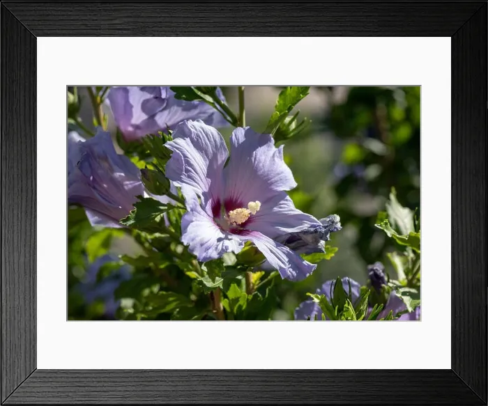 Framed Print : Color outdoor natural floral close up of light blue violet purple hibiscus blossoms on a green bush Framed Print : Color outdoor natural floral close up of light blue violet purple hibiscus blossoms on a green bush